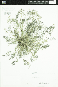 Eragrostis minor image
