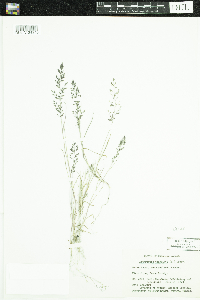 Eragrostis minor image
