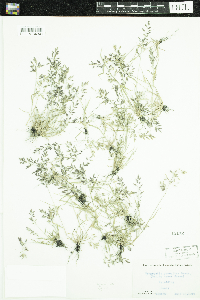 Eragrostis minor image