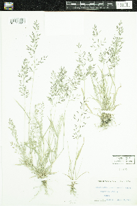 Eragrostis minor image