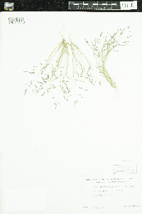 Eragrostis pectinacea image