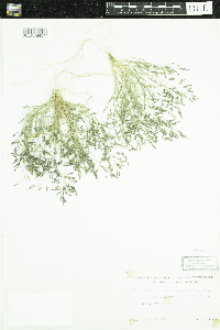 Eragrostis pectinacea image