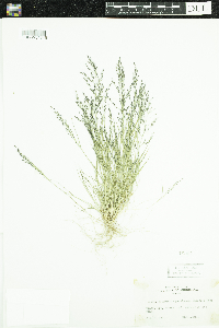 Eragrostis pectinacea image