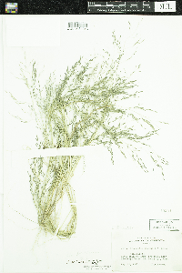 Eragrostis pectinacea image