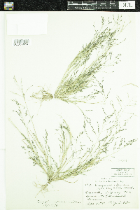 Eragrostis pectinacea image