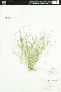 Eragrostis pectinacea image