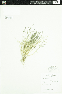 Eragrostis pectinacea image