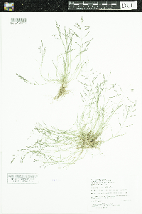 Eragrostis pectinacea image