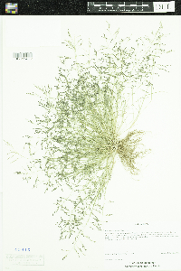 Eragrostis pectinacea image
