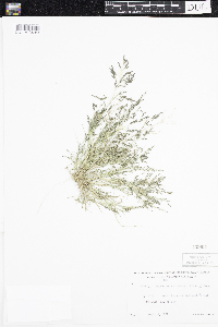 Eragrostis pectinacea image