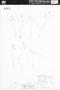 Eragrostis pectinacea image