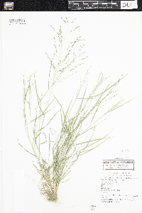Eragrostis pectinacea image
