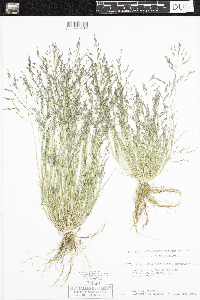 Eragrostis pectinacea image
