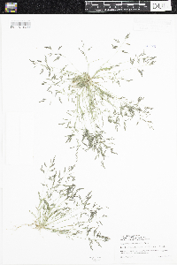 Eragrostis pectinacea image