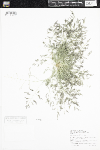 Eragrostis pectinacea image