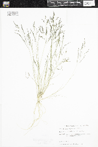 Eragrostis pectinacea image