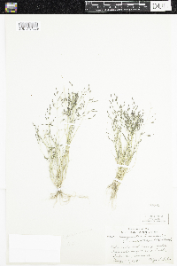 Eragrostis pectinacea image