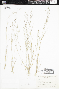 Eragrostis pectinacea image