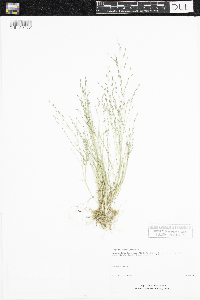 Eragrostis pectinacea image
