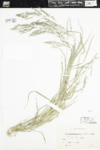 Eragrostis pectinacea image