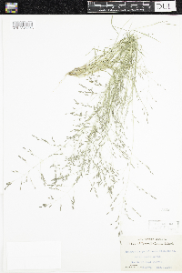 Eragrostis pectinacea image