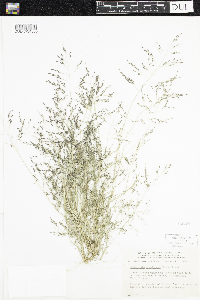 Eragrostis pectinacea image