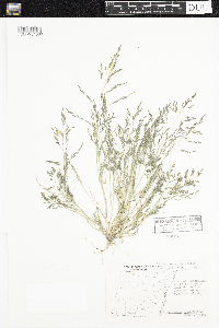 Eragrostis pectinacea image