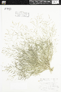 Eragrostis pectinacea image