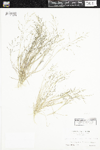 Eragrostis pectinacea image