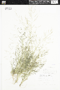 Eragrostis pectinacea image