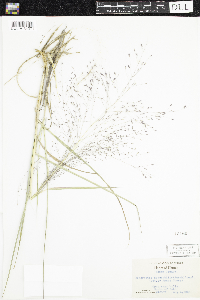 Eragrostis spectabilis image