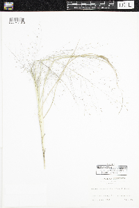 Eragrostis spectabilis image