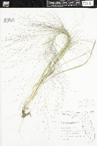 Eragrostis spectabilis image