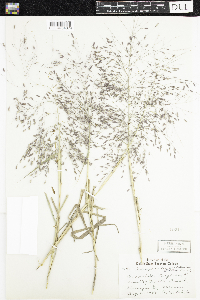 Eragrostis spectabilis image