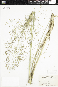Eragrostis trichodes image