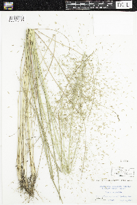 Eragrostis trichodes image