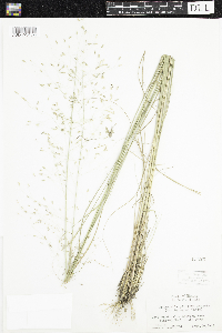 Eragrostis trichodes image
