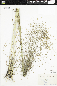 Eragrostis trichodes image