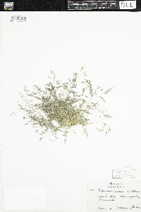 Eragrostis pilosa image
