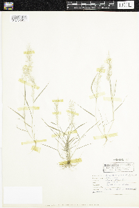 Eragrostis amabilis image