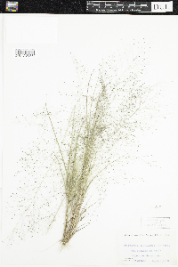Eragrostis capillaris image