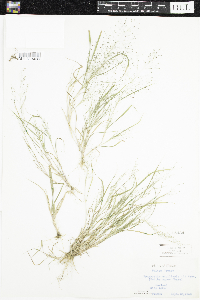 Eragrostis capillaris image