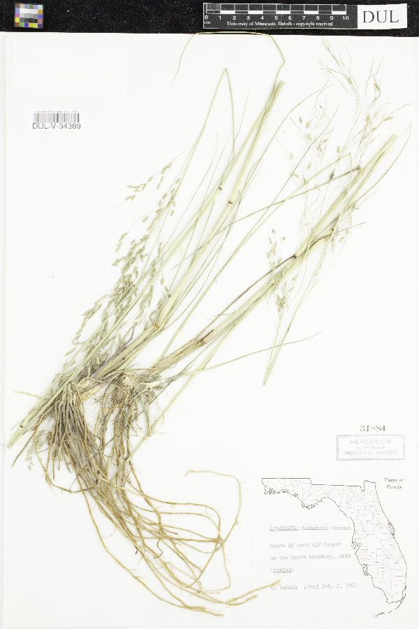 Eragrostis bahiensis image