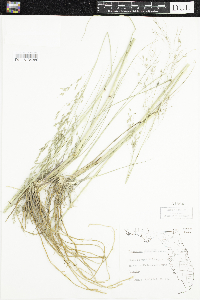 Media resource of Eragrostis bahiensis