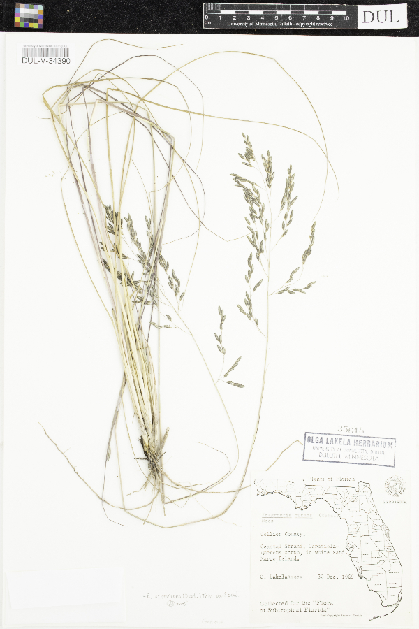 Eragrostis atrovirens image