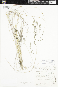 Media resource of Eragrostis atrovirens