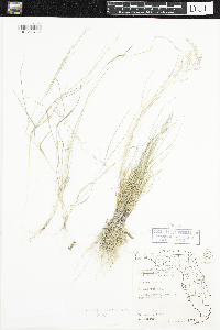 Eragrostis amabilis image