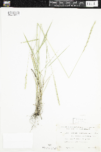 Thumbnail image of current specimen