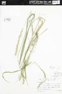 Elymus virginicus image