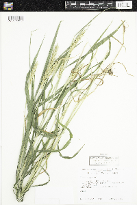 Elymus virginicus image